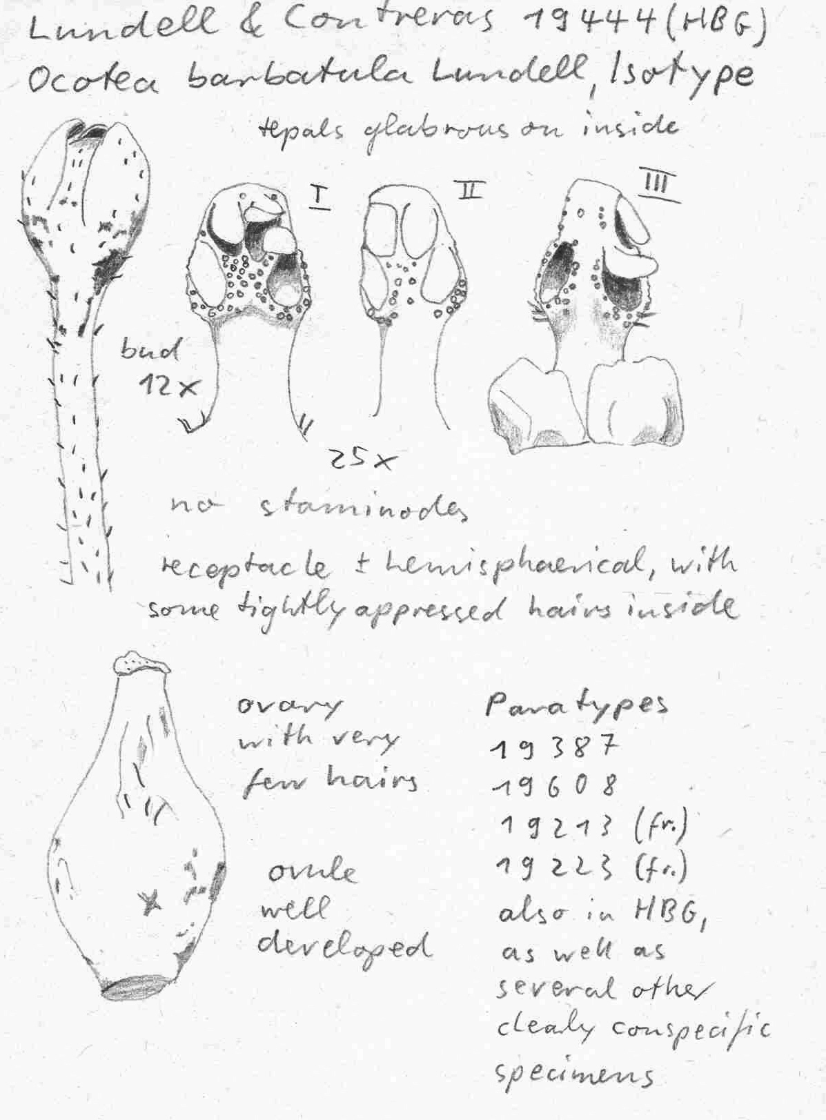 Vorschaubild Ocotea barbatula Lundell